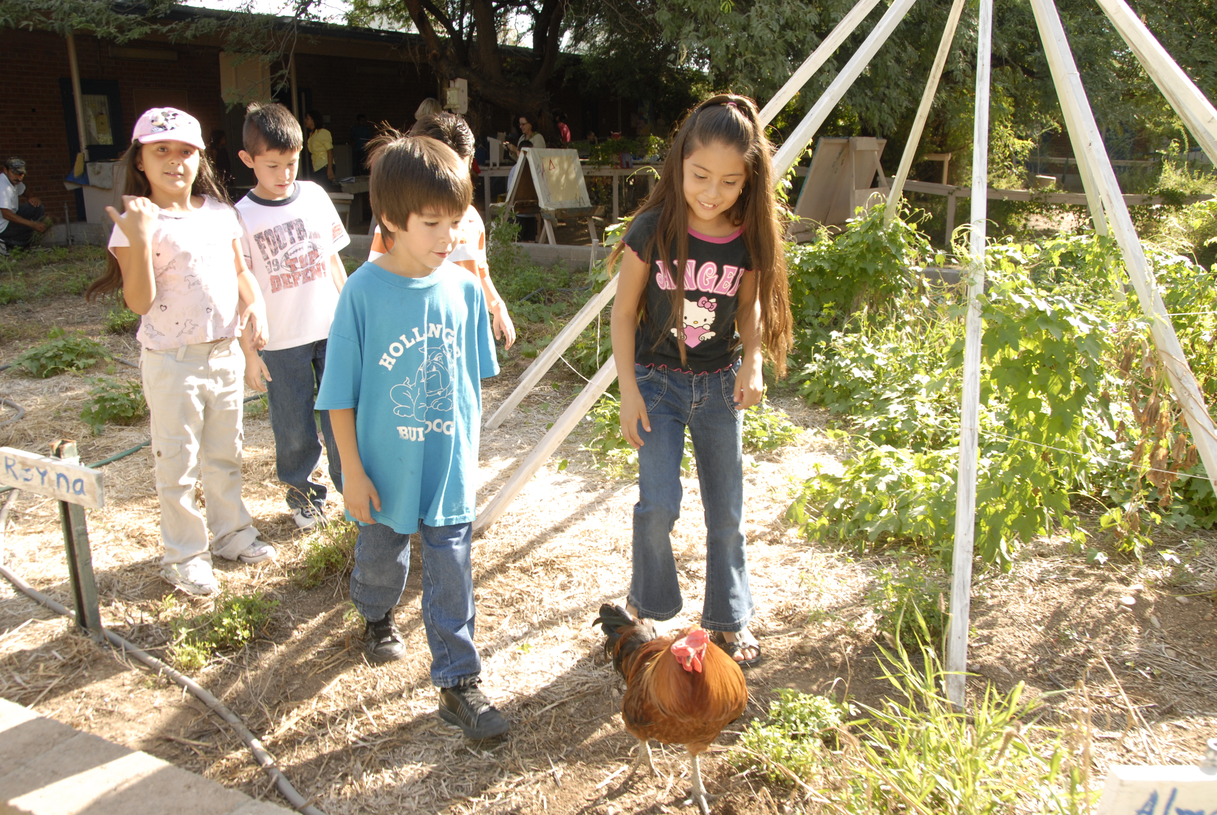Students follow the school chicken around the garden